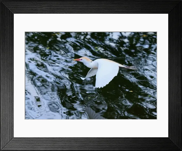 Framed Print : Cattle egret (Bubulcus ibis), in fly, springtime, Wakodahatchee Wetlands, Delray Beach, Florida, USA, North America Framed Print : Cattle egret (Bubulcus ibis), in fly, springtime, Wakodahatchee Wetlands, Delray Beach, Florida, USA, North America