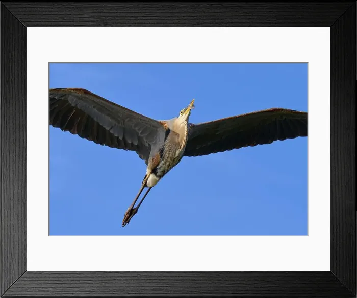 Framed Print : Great blue heron (Ardea herodias) Framed Print : Great blue heron (Ardea herodias)