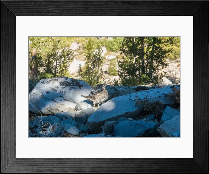 Framed Print : The trail to Kearsarge Pass is a difficult one
