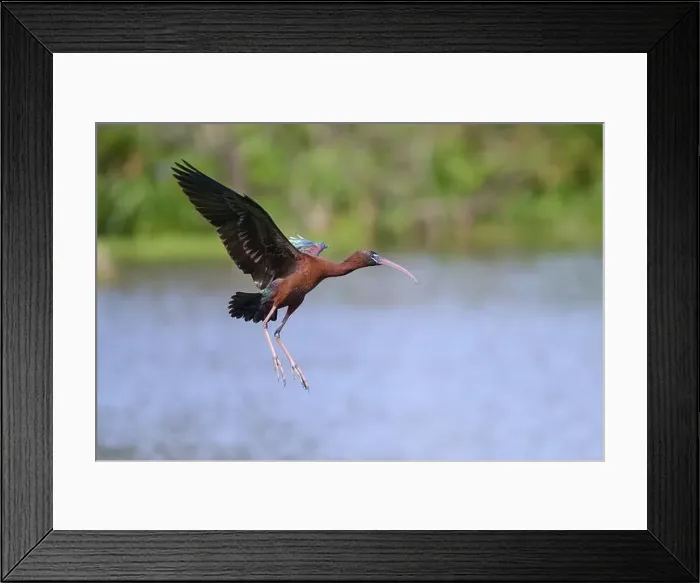 Framed Print : Glossy ibis, (Plegadis falcinellus) Framed Print : Glossy ibis, (Plegadis falcinellus)