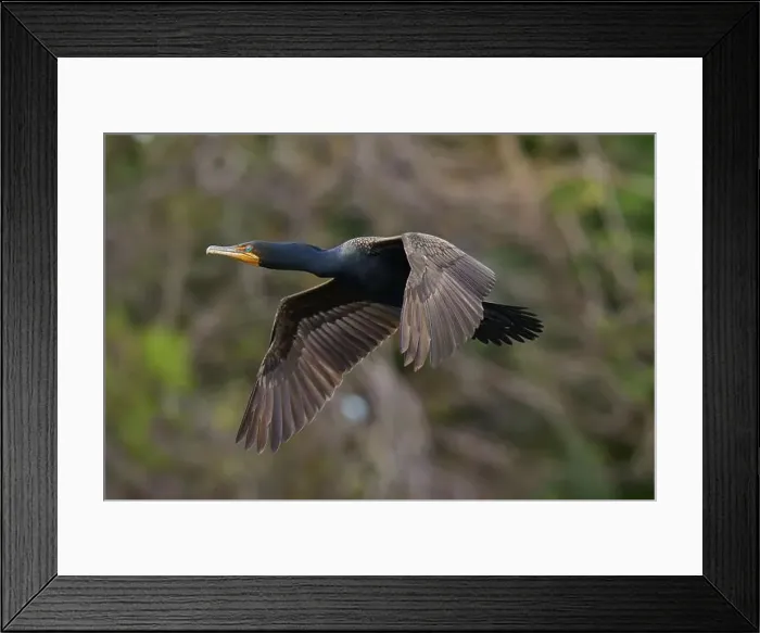 Framed Print : Double-crested cormorant (Phalacrocorax auritus) Framed Print : Double-crested cormorant (Phalacrocorax auritus)