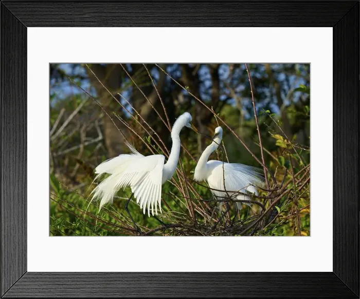 Framed Print : Two Great Egret (Ardea alba), on Nest in springtime, Wakodahatchee Wetlands, Delray Beach, Florida, USA, North America Framed Print : Two Great Egret (Ardea alba), on Nest in springtime, Wakodahatchee Wetlands, Delray Beach, Florida, USA, North America