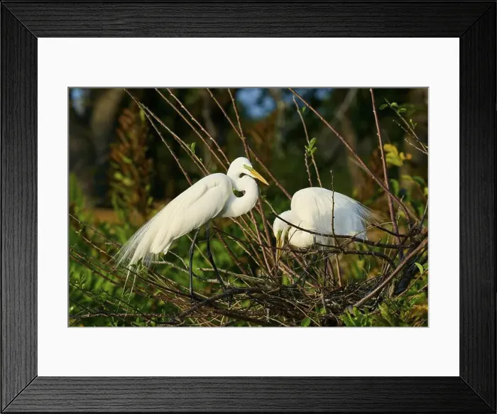 Framed Print : Two Great Egret (Ardea alba), on Nest in springtime, Wakodahatchee Wetlands, Delray Beach, Florida, USA, North America Framed Print : Two Great Egret (Ardea alba), on Nest in springtime, Wakodahatchee Wetlands, Delray Beach, Florida, USA, North America