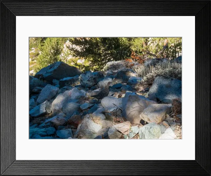 Framed Print : The trail to Kearsarge Pass is a difficult one