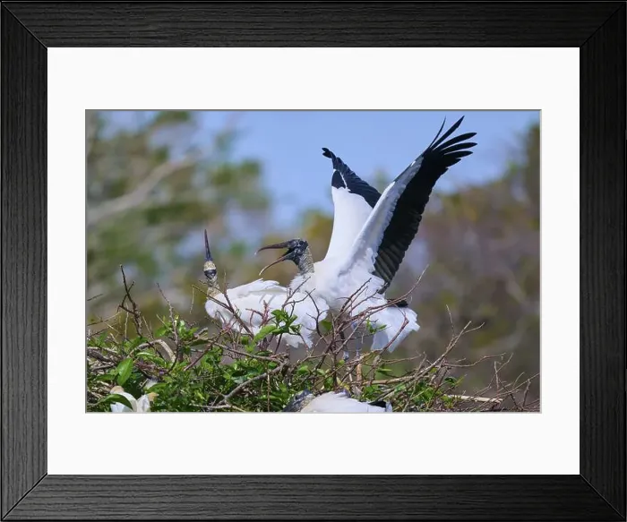Framed Print : Wood Stork (Mycteria americana) Framed Print : Wood Stork (Mycteria americana)