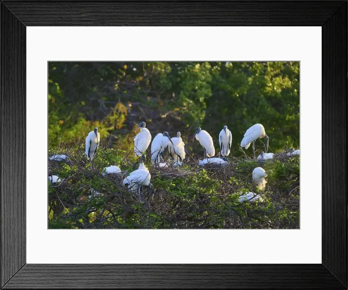 Framed Print : A group of Wood Stork (Mycteria americana) Framed Print : A group of Wood Stork (Mycteria americana)