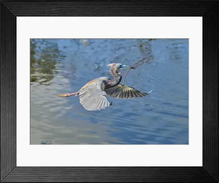 Framed Print : Tricolored Heron (Egretta tricolor) Framed Print : Tricolored Heron (Egretta tricolor)