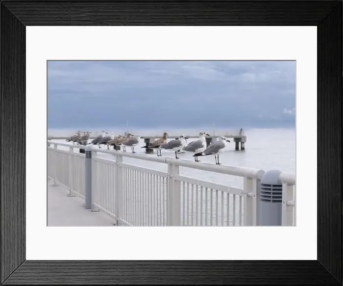 Framed Print : Seagulls on railing at on railing at Fort Desoto Park Pinellas County Florida USA Framed Print : Seagulls on railing at on railing at Fort Desoto Park Pinellas County Florida USA
