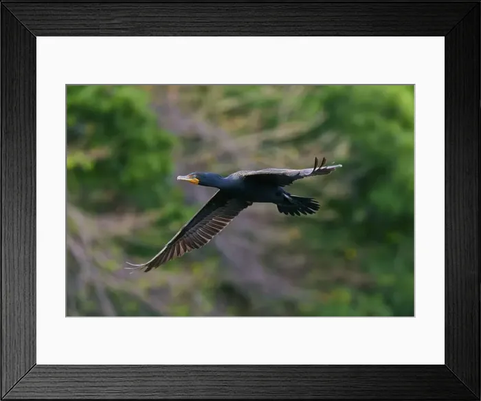 Framed Print : Double-crested cormorant (Phalacrocorax auritus)