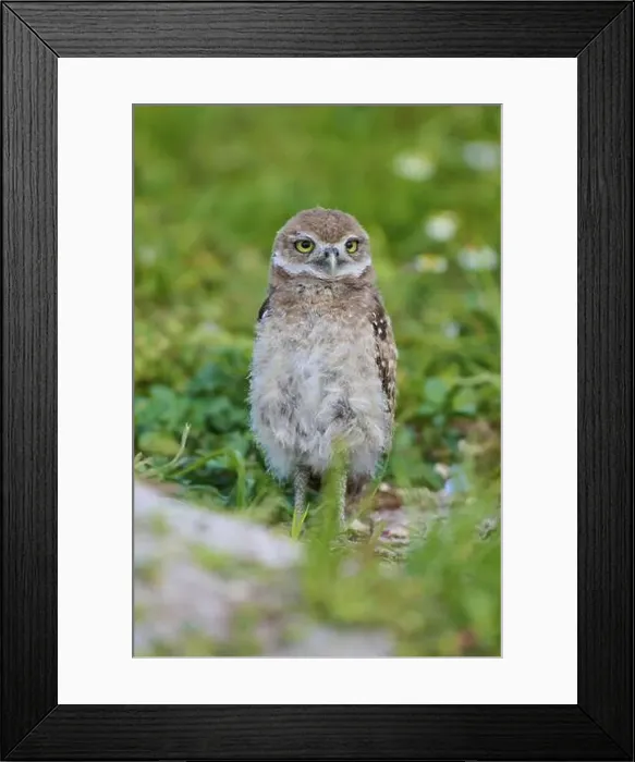 Framed Print : Burrowing Owl (Speotyto cunicularia) Framed Print : Burrowing Owl (Speotyto cunicularia)