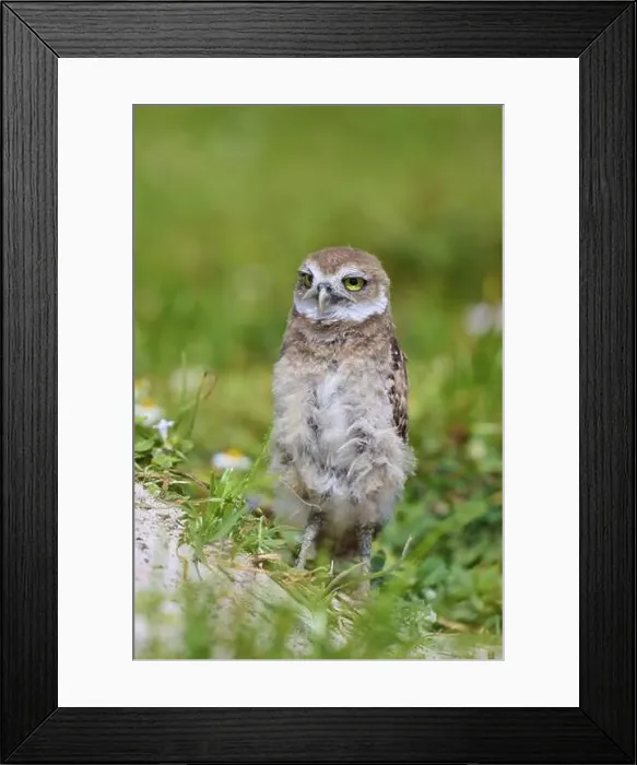 Framed Print : Burrowing Owl (Speotyto cunicularia) Framed Print : Burrowing Owl (Speotyto cunicularia)