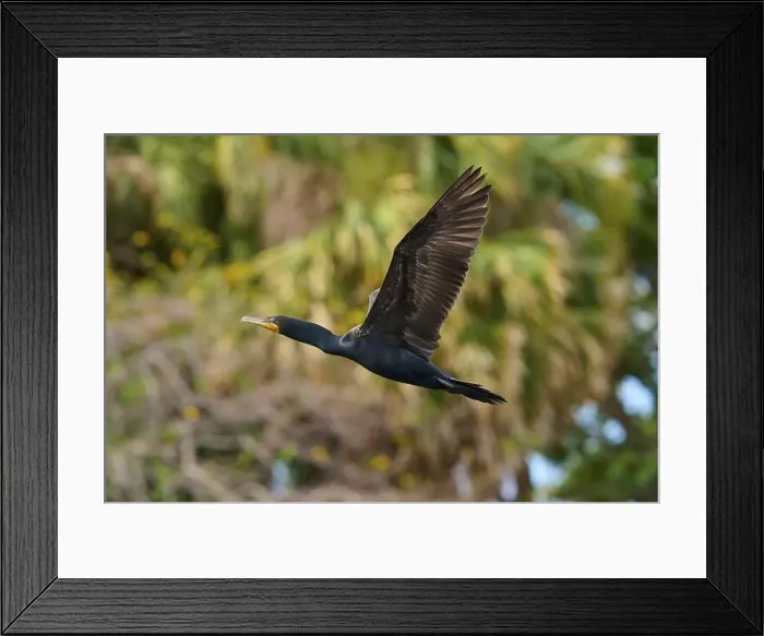 Framed Print : Double-crested cormorant (Phalacrocorax auritus) Framed Print : Double-crested cormorant (Phalacrocorax auritus)