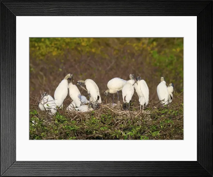 Framed Print : Wood stork (Mycteria americana), group on nest tree, Wakodahatchee Wetlands, Delray Beach, Florida, USA, North America Framed Print : Wood stork (Mycteria americana), group on nest tree, Wakodahatchee Wetlands, Delray Beach, Florida, USA, North America