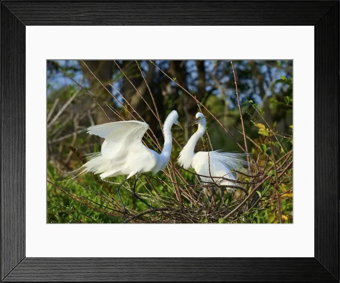 Framed Print : Two Great Egret (Ardea alba), on Nest in springtime, Wakodahatchee Wetlands, Delray Beach, Florida, USA, North America Framed Print : Two Great Egret (Ardea alba), on Nest in springtime, Wakodahatchee Wetlands, Delray Beach, Florida, USA, North America