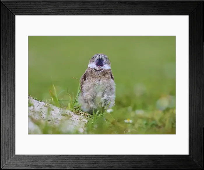 Framed Print : Burrowing Owl (Speotyto cunicularia) Framed Print : Burrowing Owl (Speotyto cunicularia)