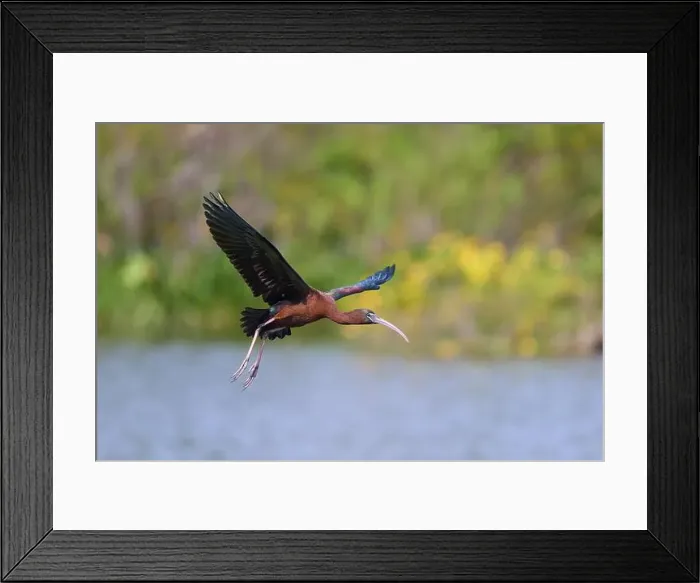 Framed Print : Glossy ibis, (Plegadis falcinellus) Framed Print : Glossy ibis, (Plegadis falcinellus)