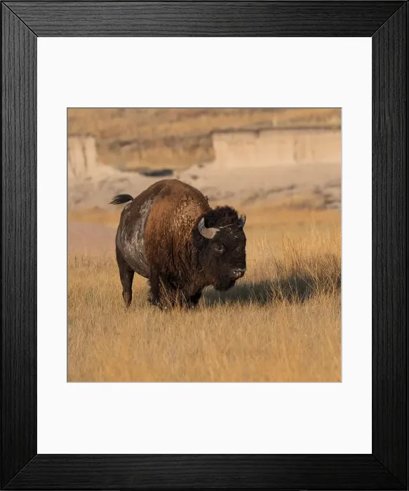 Framed Print : A buffalo is standing in a field of tall grass Framed Print : A buffalo is standing in a field of tall grass