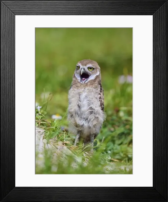 Framed Print : Burrowing Owl (Speotyto cunicularia) Framed Print : Burrowing Owl (Speotyto cunicularia)