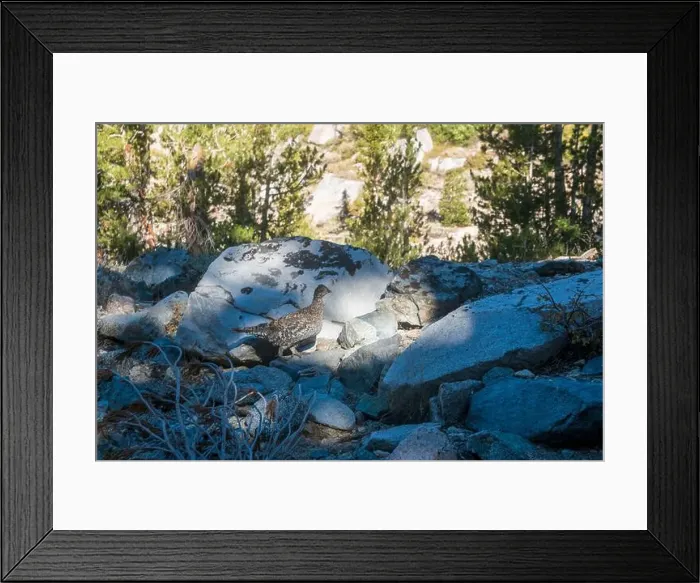 Framed Print : The trail to Kearsarge Pass is a difficult one