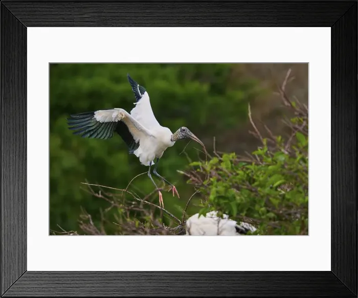 Framed Print : Wood Stork (Mycteria americana) Framed Print : Wood Stork (Mycteria americana)