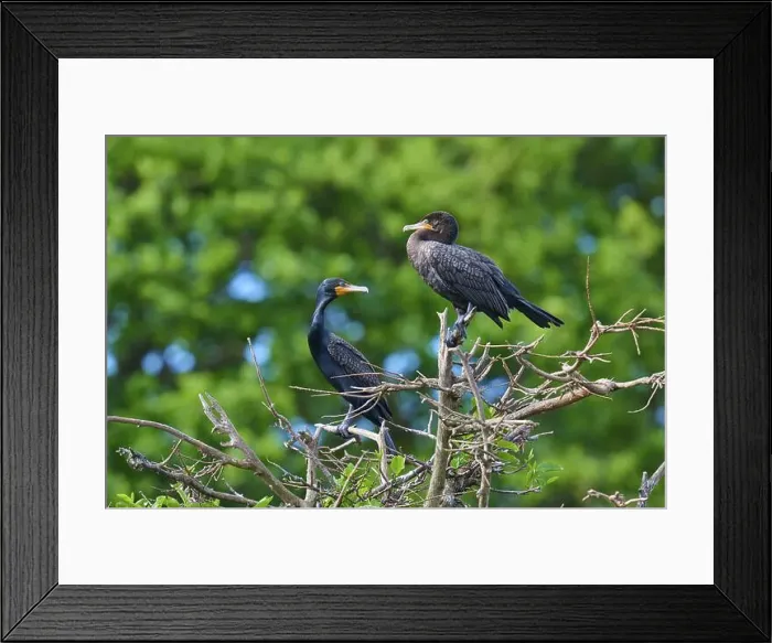 Framed Print : Double-crested cormorant (Phalacrocorax auritus) Framed Print : Double-crested cormorant (Phalacrocorax auritus)