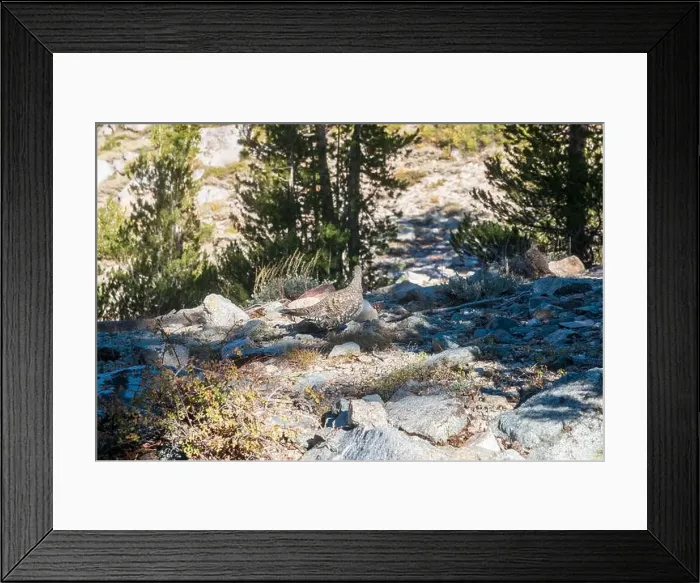 Framed Print : The trail to Kearsarge Pass is a difficult one