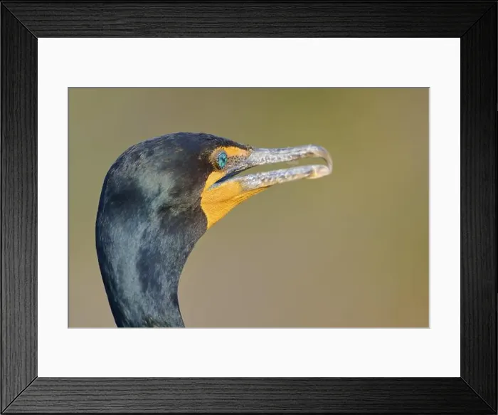 Framed Print : Double-crested cormorant (Phalacrocorax auritus) Framed Print : Double-crested cormorant (Phalacrocorax auritus)