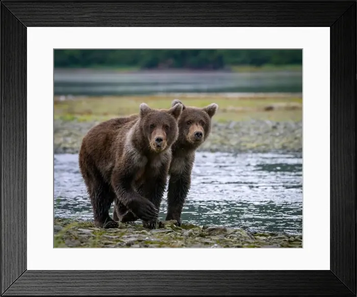 Framed Print : Alaska Brown Bear cubs at Geographic Harbor in Katmai National Park and Preserve, Alaska Framed Print : Alaska Brown Bear cubs at Geographic Harbor in Katmai National Park and Preserve, Alaska