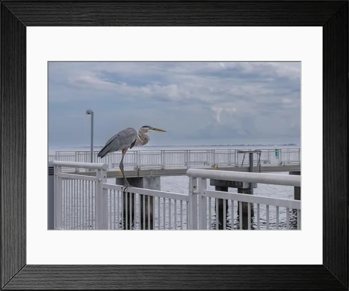 Framed Print : Crane on the fishing pier at Fort De Soto Park Pinellas County Florida USA September 2024 Framed Print : Crane on the fishing pier at Fort De Soto Park Pinellas County Florida USA September 2024