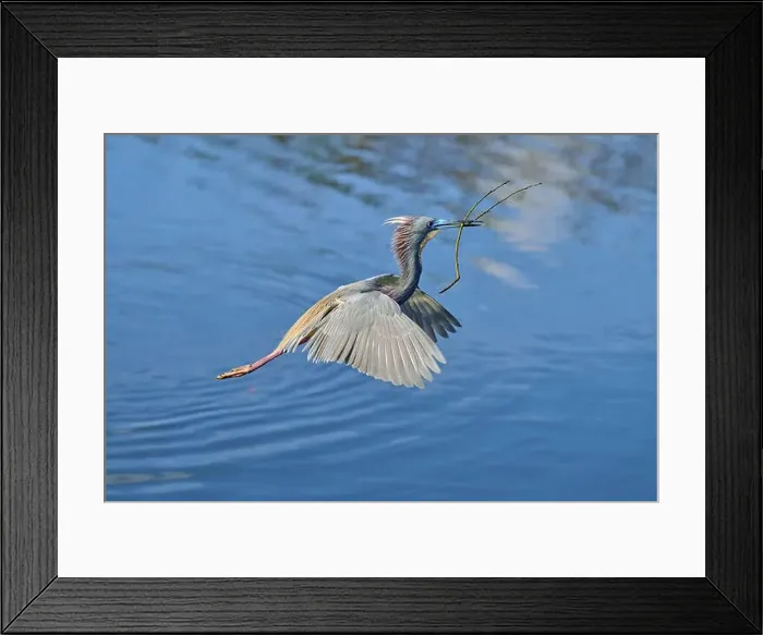 Framed Print : Tricolored Heron (Egretta tricolor) Framed Print : Tricolored Heron (Egretta tricolor)