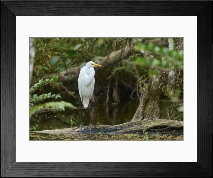 Framed Print : Great Egret (Ardea alba), in the swamp by the water, spring, Everglades National Park, Florida, USA, North America Framed Print : Great Egret (Ardea alba), in the swamp by the water, spring, Everglades National Park, Florida, USA, North America