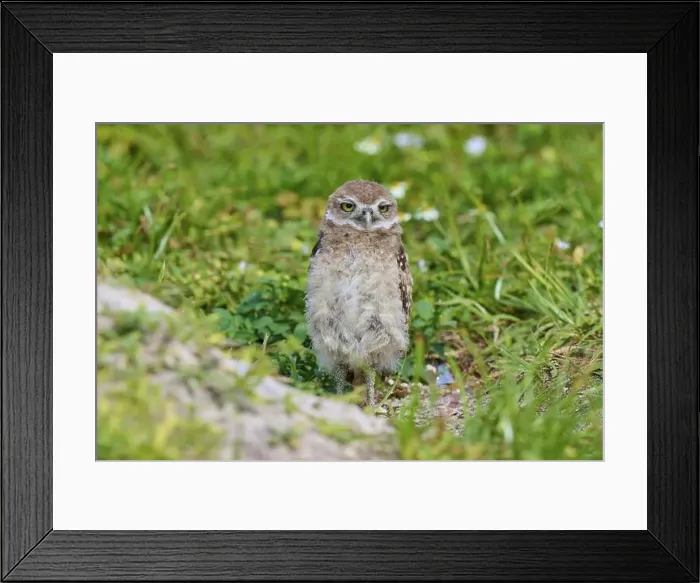 Framed Print : Burrowing Owl (Speotyto cunicularia) Framed Print : Burrowing Owl (Speotyto cunicularia)