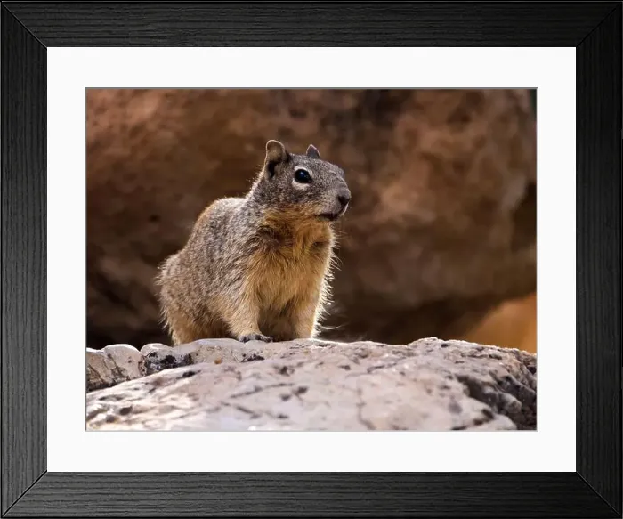 Framed Print : Rock squirrel Felsen Ziesel