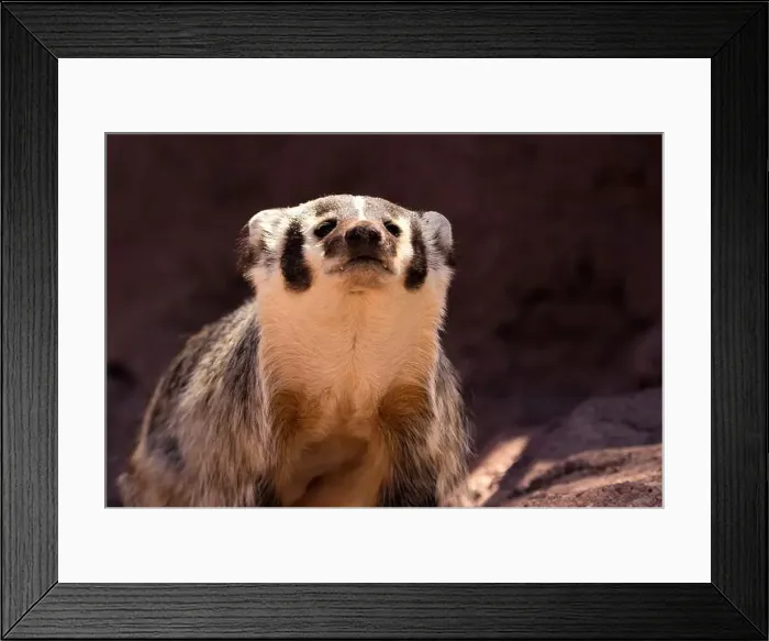 Framed Print : American Badger - Amerikanischer Dachs Framed Print : American Badger - Amerikanischer Dachs