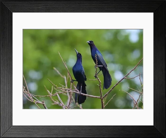 Framed Print : Common Grackle (Quiscalus quiscula) Framed Print : Common Grackle (Quiscalus quiscula)