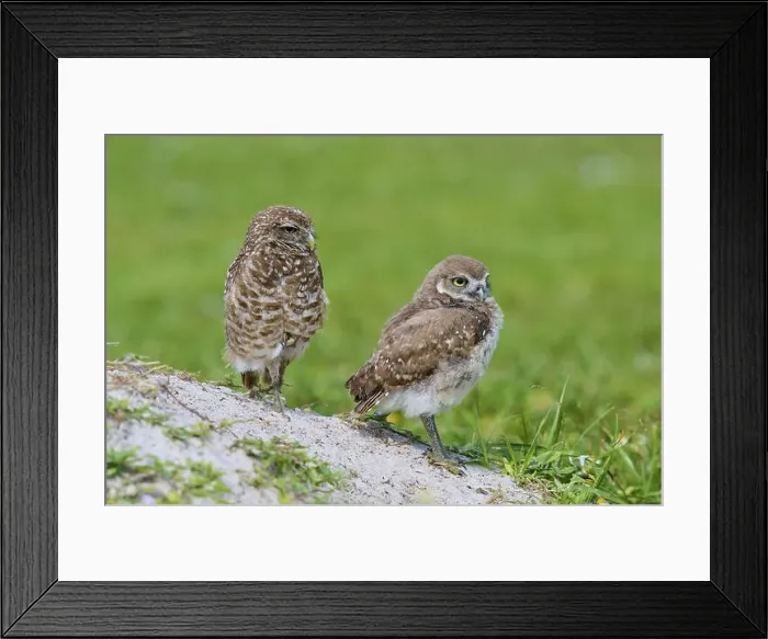 Framed Print : Burrowing Owl (Speotyto cunicularia) Framed Print : Burrowing Owl (Speotyto cunicularia)