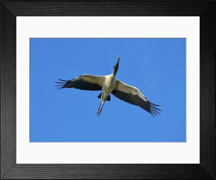 Framed Print : Wood Stork (Mycteria americana) Framed Print : Wood Stork (Mycteria americana)