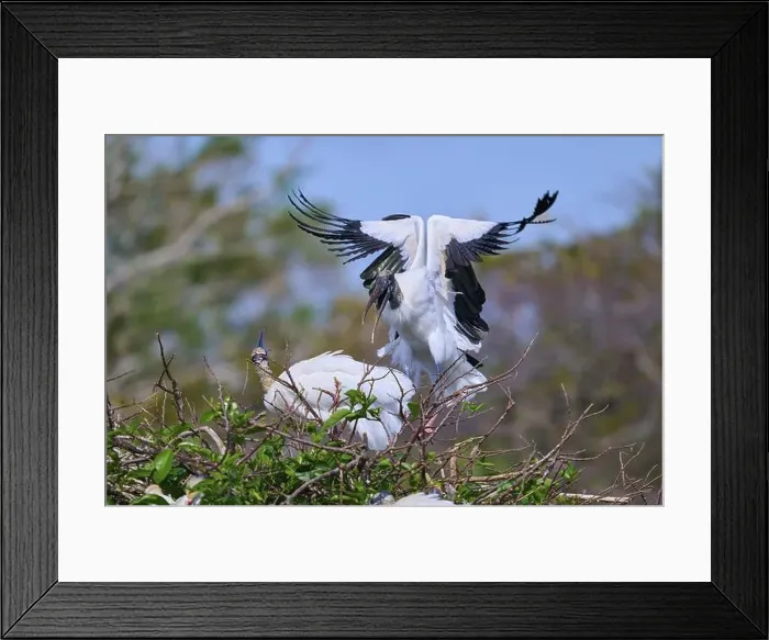 Framed Print : Wood Stork (Mycteria americana) Framed Print : Wood Stork (Mycteria americana)