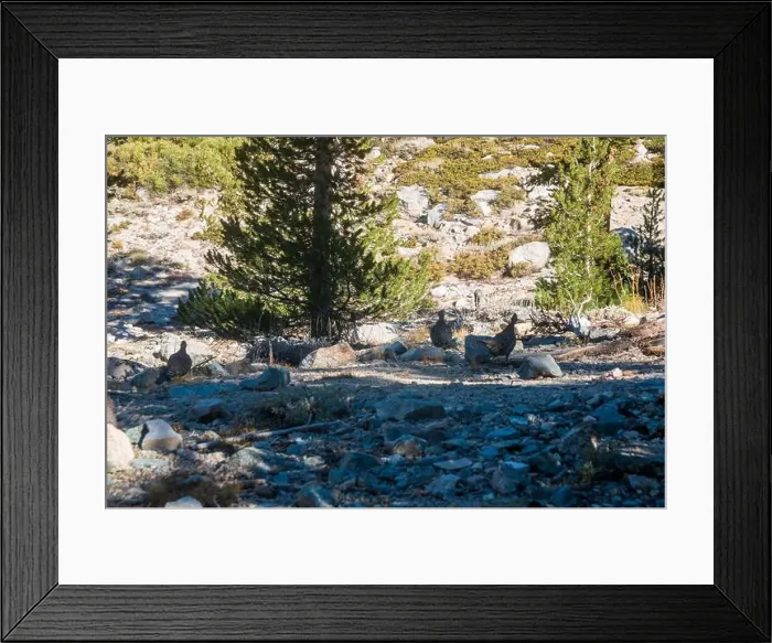 Framed Print : The trail to Kearsarge Pass is a difficult one