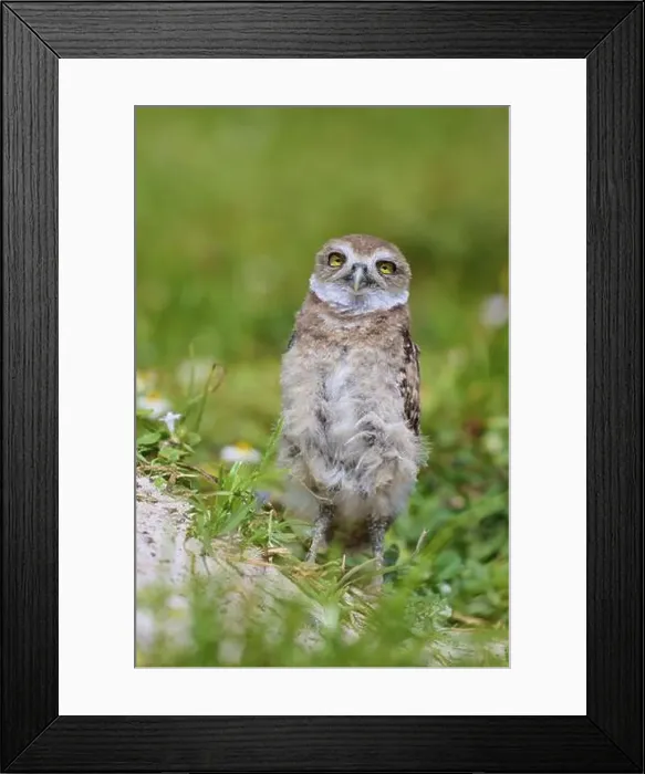 Framed Print : Burrowing Owl (Speotyto cunicularia) Framed Print : Burrowing Owl (Speotyto cunicularia)