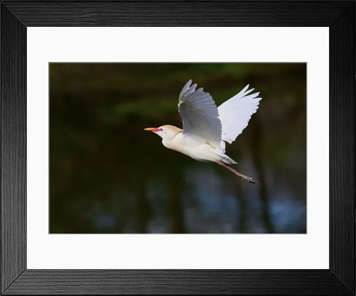 Framed Print : Cattle egret (Bubulcus ibis), in fly, springtime, Wakodahatchee Wetlands, Delray Beach, Florida, USA, North America Framed Print : Cattle egret (Bubulcus ibis), in fly, springtime, Wakodahatchee Wetlands, Delray Beach, Florida, USA, North America