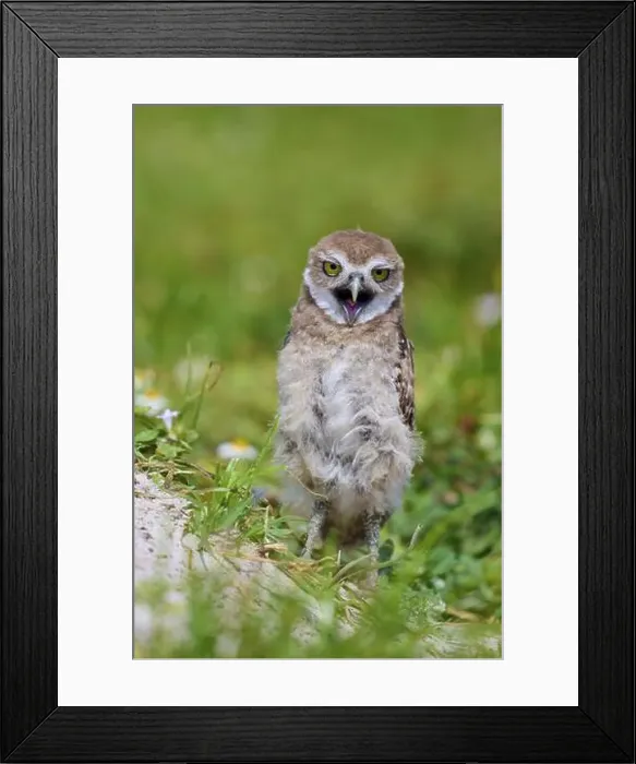 Framed Print : Burrowing Owl (Speotyto cunicularia) Framed Print : Burrowing Owl (Speotyto cunicularia)
