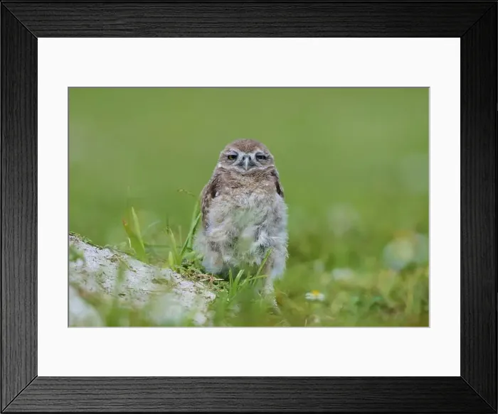 Framed Print : Burrowing Owl (Speotyto cunicularia) Framed Print : Burrowing Owl (Speotyto cunicularia)