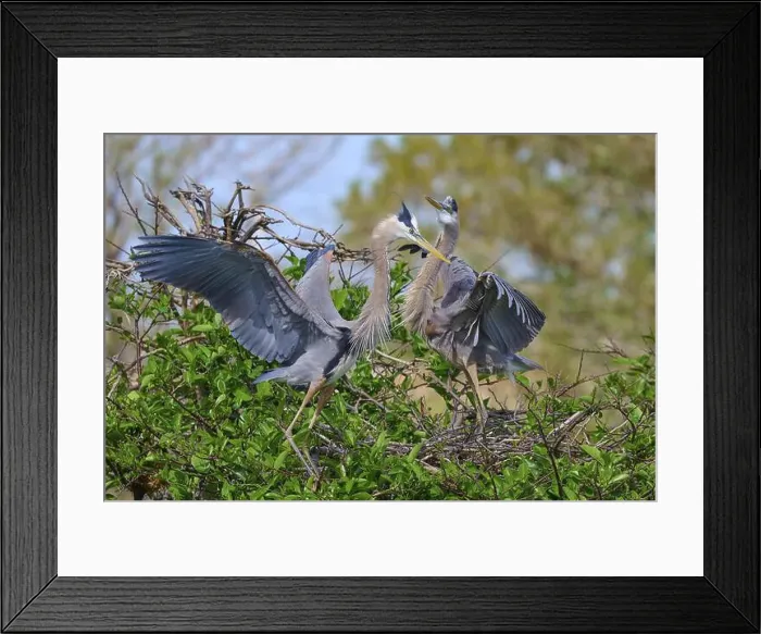 Framed Print : Two Great blue heron (Ardea herodias) Framed Print : Two Great blue heron (Ardea herodias)