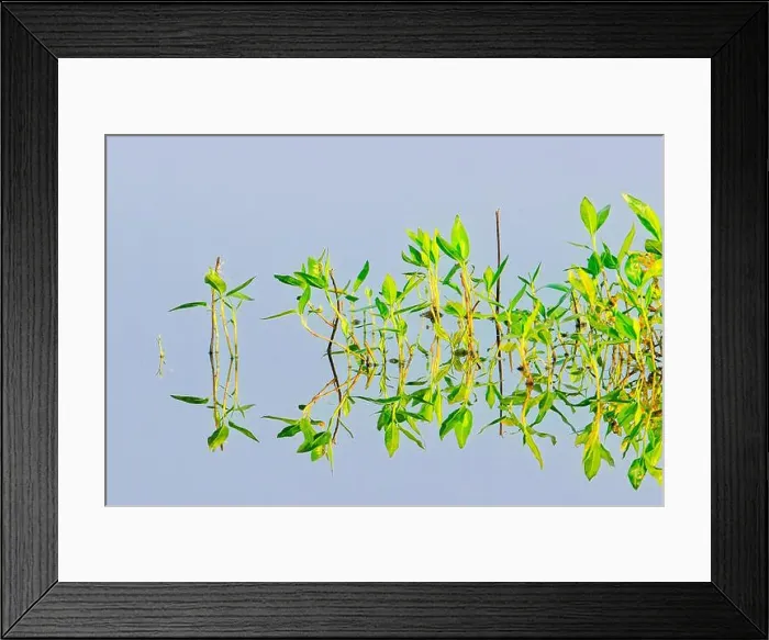 Framed Print : An abstract photo of plants in calm water casting mirror like reflections near Liberty Lake, Washington