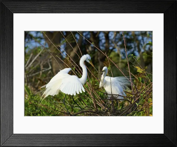 Framed Print : Two Great Egret (Ardea alba), on Nest in springtime, Wakodahatchee Wetlands, Delray Beach, Florida, USA, North America Framed Print : Two Great Egret (Ardea alba), on Nest in springtime, Wakodahatchee Wetlands, Delray Beach, Florida, USA, North America