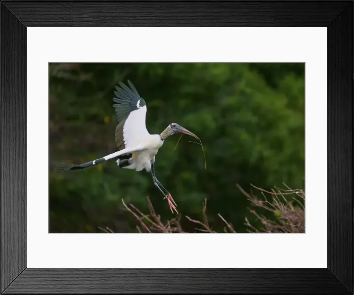 Framed Print : Wood Stork (Mycteria americana) Framed Print : Wood Stork (Mycteria americana)