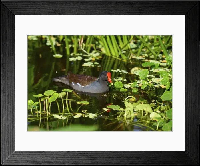 Framed Print : Moorhen (Gallinula chloropus), swimming on water Framed Print : Moorhen (Gallinula chloropus), swimming on water