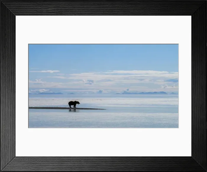 Framed Print : Alaskan Brown Bear at Hallo Bay in Katmai National Park and Preserve, Alaska Framed Print : Alaskan Brown Bear at Hallo Bay in Katmai National Park and Preserve, Alaska