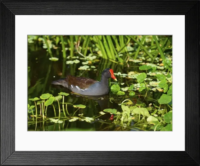 Framed Print : Moorhen (Gallinula chloropus), swimming on water Framed Print : Moorhen (Gallinula chloropus), swimming on water
